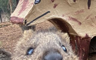 investigation-launched-into-deaths-of-seven-quokkas-and-two-rock-wallabies-at-adelaide-zoo