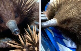 snoot-the-echidna-makes-tracks-at-adelaide’s-main-train-station