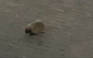surprise-echidna-makes-an-appearance-at-the-railway-station