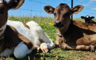 farm-animal-charity-at-‘crisis-point’-as-donations-dry-up-and-costs-rise