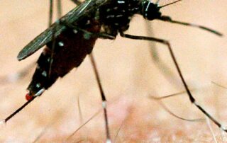 river-communities-eligible-for-japanese-encephalitis-virus-vaccine-in-sa