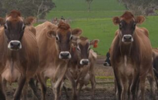 going-it-alone:-the-dairy-farmers-going-it-alone