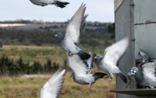 pigeons-—-hundreds-of-them-—-race-to-show-the-way-home