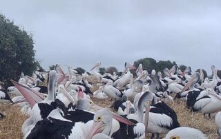 while-floods-have-devastating-impacts-upstream,-extra-water-flows-will-help-the-coorong’s-pelicans