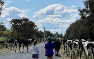 flood-affected-dairy-farmers-walk-cows-20km-to-higher-ground