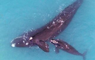 whales-are-a-spectacular-sight-off-the-nullarbor.-for-these-kids,-they-are-extra-special