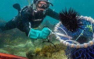 how-an-‘acquired-taste’-could-save-australia’s-great-southern-reef-from-ruin