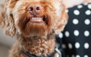 a-new-home-for-a-diabetic-alert-dog-that-could-be-a-life-saving-companion