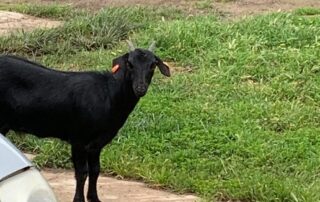 rogue-goat-smashes-through-window-of-home-in-sa’s-north,-family-say