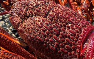 lobster-fishers-hoping-a-strong-season-will-help-claw-back-losses
