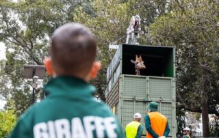 tall-order?-giraffe-fascinated-by-his-outlook-on-2,750-kilometre-truck-trek-from-perth-to-monarto