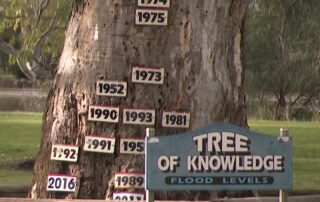 this-old-river-red-gum-has-been-recording-flood-levels-in-the-riverland-for-decades