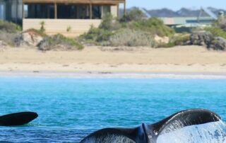 sleepless-nights-for-whale-whisperer-as-playful-calves-splash-and-crash-in-his-‘front-yard’