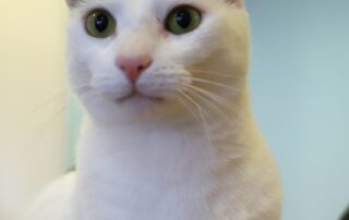 ‘enormous’-strain-on-rspca-growing-after-taking-in-47-cats-in-one-night