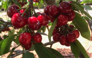 cherries-on-the-menu-this-christmas?-you-might-want-to-order-early