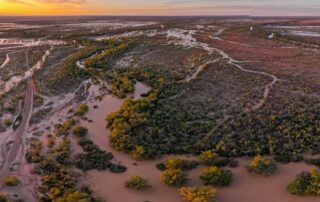 central-australian-species-left-‘out-of-sight’-in-federal-plan-to-stop-extinctions,-advocates-say