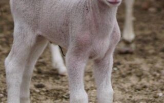 sheep-without-wool-gain-popularity-as-industry-battles-labour-and-weather-challenges
