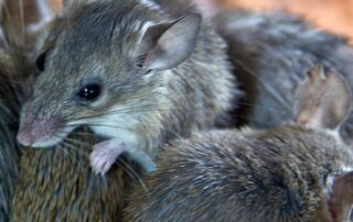 gene-drive-technology-under-development-by-university-of-adelaide-to-combat-invasive-mice-numbers