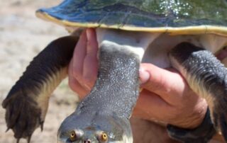 floodwater-could-help-boost-threatened-turtle-numbers,-but-there’s-a-catch