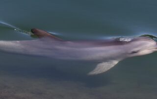 cameras-sent-down-storm-water-pipes-in-investigation-into-port-river-dolphin-deaths