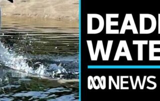 heavy-metals-have-been-found-in-a-dolphin-sanctuary-in-sa