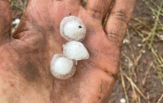 what-if-there-was-an-app-that-could-read-the-weather-and-help-farmers-avoid-crop-disease?