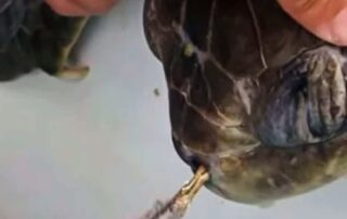 remember-the-turtle-with-the-straw-up-its-nose?-researchers-say-there’s-a-way-to-make-the-producer-accountable
