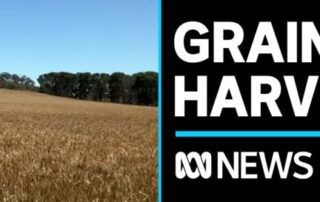 south-australian-farmers-hold-out-high-hopes-of-big-harvest