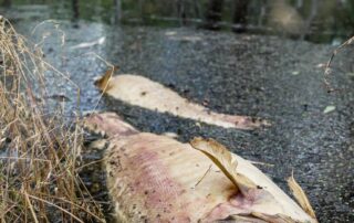 water-flows-in-the-murray-darling-basin-are-at-their-highest-in-years.-so-why-are-native-fish-suffocating?