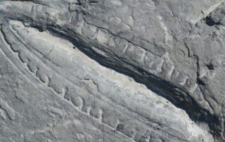 this-is-one-of-earth’s-earliest-known-animals-—-and-now-we-know-what-it-ate