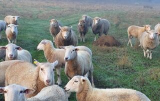 sheep-shot-and-left-for-dead-as-thieves-strike-south-west-farm