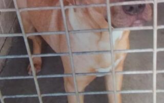 sa-woman-jailed-for-letting-dog-starve-to-death-in-her-backyard