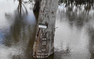 images-of-this-tree-have-inundated-social-media-amid-recent-flooding.-authorities-are-now-urging-people-to-stay-away