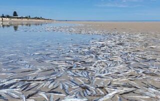 ‘it-looked-shiny-like-shells’:-thousands-of-dead-fish-wash-up-on-adelaide-beach