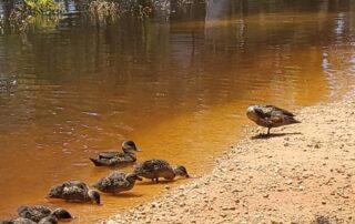 run-on-generators-as-south-australians-brace-for-murray-flood-peak