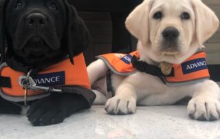 assistance-dogs-guiding-children-with-severe-autism-in-regional-south-australia