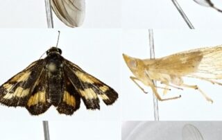 could-one-of-these-creepy-crawlies-captured-by-aussie-school-students-be-a-new-species?