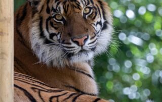 rare-sumatran-tiger-mum-to-welcome-cubs-after-tragic-year-for-adelaide-zoo