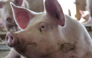 plans-to-vaccinate-livestock-to-protect-against-threat-of-japanese-encephalitis