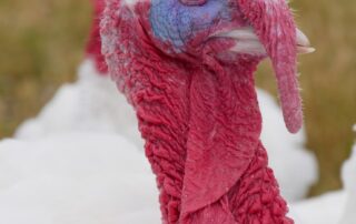 raising-turkeys-for-300,000-christmas-meals-is-proving-stressful-for-these-farmers