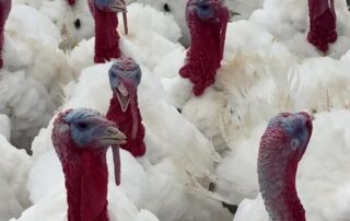 turkey-farmer-john-watson