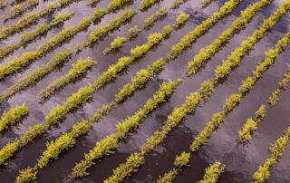 ‘no-happily-ever-after’-for-riverland-vineyard-submerged-in-three-hours