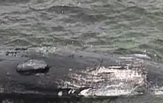 sperm-whale-carcass-on-submerged-reef-at-corny-point