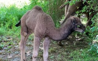 camel-left-‘devastated’-over-alleged-theft-of-her-baby