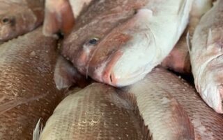 ‘the-only-responsible-decision’:-sa-government-extends-snapper-fishing-ban