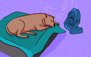 what’s-the-best-way-to-keep-cool-this-summer?-scientists-have-done-the-experiment