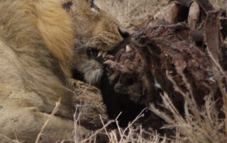 computer-modelling-predicts-climate-change-causing-cascading-animal-‘co-extinctions’