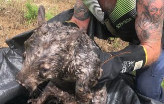 this-team-of-volunteers-is-rescuing-drowning-wildlife-one-tinny-at-a-time