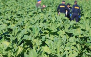 an-anonymous-tip-off-led-to-the-discovery-of-an-illegal-tobacco-crop-worth-millions.-now-a-man-has-been-jailed