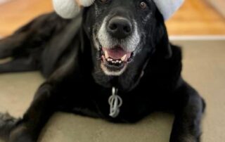 psychologist-urges-thieves-to-return-her-therapy-dog-uggie-for-christmas